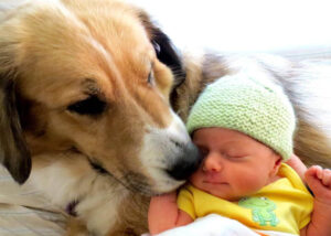 כלב ותינוק