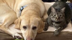 אהבה זה כל מה שצריך כשמדובר בפנסיון