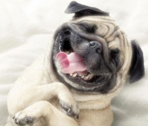 כלב בפנסיון דוגספוט