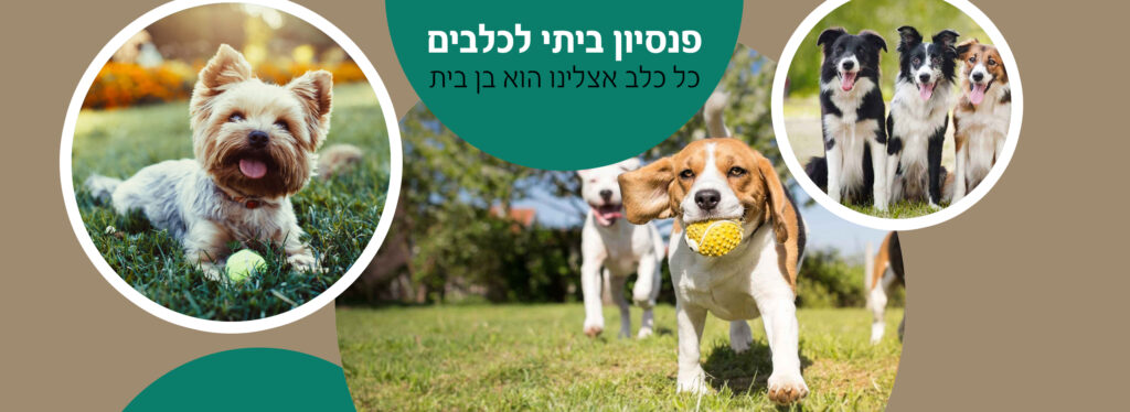 שיעורים פרטיים לאילוף כלבים